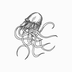 Poison jellyfish with long tentacles isolated marine sea and ocean underwater animal monochrome sketch icon. Vector hand drawn tropical aquatic creature, toxic medusa sea jellies tattoo design element