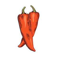 two red chili peppers, color drawing, hatching