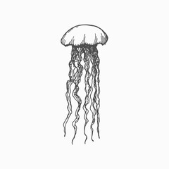 Jellies Pacific nettle jellyfish isolated monochrome sketch icon. Vector medusa hand drawn sea creature, underwater animal, deep ocean waters sealife character. Swimming marine jelly, long tentacles