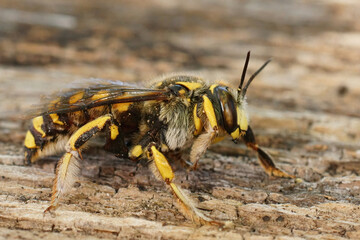 Closeup on a male European woolcarder bee, Anthidium manicatum sitting on wood