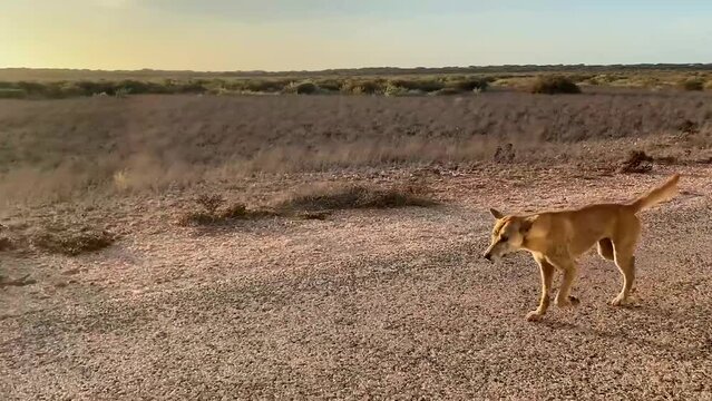 Old and injure wild dingo dog walking trough the road in empty and lonely desert