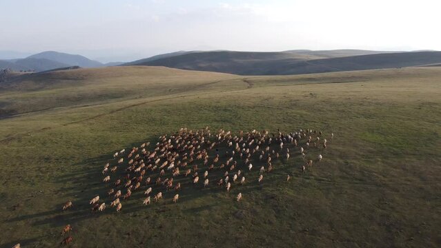 Herd of cows on the mountain.