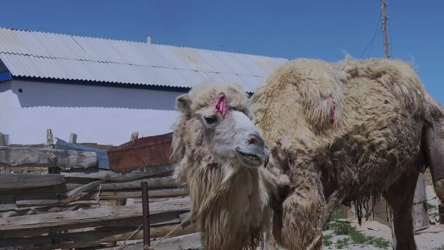 Authentic Camels In The Villages Of Aralsk, Steppes Of Kazakhstan