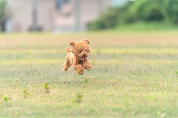 飛行犬　プードル　コピースペース