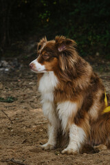Beautiful purebred dog with long fluffy fur and funny ears, full length portrait in profile. Australian Shepherd red tricolor on vacation. Aussie sits on sand outside and watches.