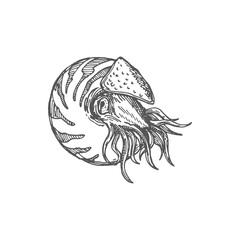 Shellfish nautilus drawing, shark eye seashell, sea snail with Chambered nautilus pompilius mollusc marine animal isolated Neverita duplicata gastropod mollusc. Seashell, aquarium creature decoration