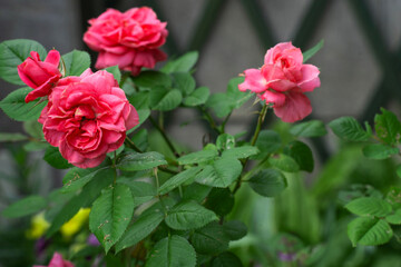 深い緑の葉と調和する、大きなピンクのばら
