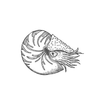 Neverita duplicata gastropod mollusc isolated nautilus pompilius monochrome sketch icon. Vector seashell, aquarium creature, shellfish nautilus drawing, sea snail Chambered nautilus mollusc animal