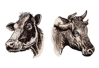 Vector color set of cows on white isolated, graphical drawing, farm domestic animal