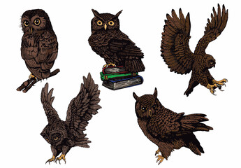 Vector color set of owls isolated on white background, graphical brown night bird,illustration.Symbol of knowledge 