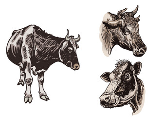 Vector color set of cows on white isolated, graphical drawing, farm domestic animal