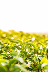 Close up of fresh tea bud and leaves.Tea plantations.