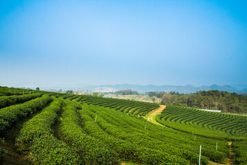 The tea plantations background, fresh tea leave over tea plantation background.