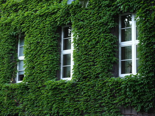 External wall of a building covered with ivy and the white window frames  - Powered by Adobe