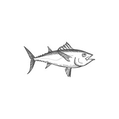 Fototapeta premium Bluefin tuna blackfin longtail fish isolate monochrome sketch. Vector tunny tribe Thunnini, fishery fishing sport mascot. Scombridae mackerel, predatory schooling fish hand drawn underwater animal