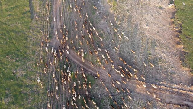 Herd of Walking Cows