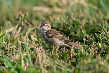 Moineau domestique,. Passer domesticus, House Sparrow
