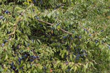 Prunellier, Prunus spinosa