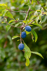 Prunellier, Prunus spinosa