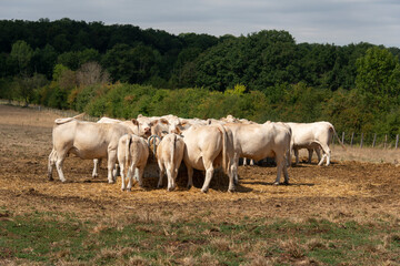 Obraz premium Vache, boeuf, race charolaise