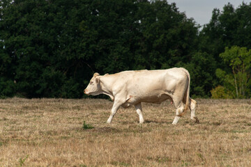 Vache, boeuf, race charolaise
