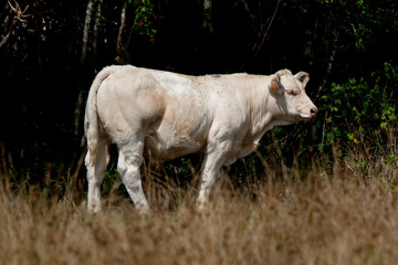 Vache, boeuf, race charolaise
