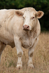 Vache, boeuf, race charolaise