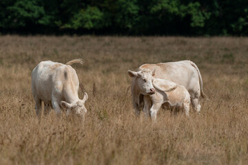 Vache, boeuf, race charolaise