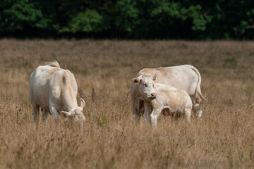 Vache, boeuf, race charolaise