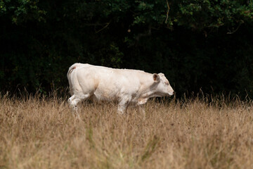 Vache, boeuf, race charolaise