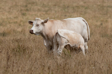 Vache, boeuf, race charolaise