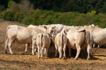 Vache, boeuf, race charolaise