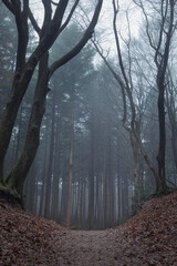 Trail through a spooky misty forest on a moody foggy winters day. Vertical cold dark mysterious landscape with trees in mist and a magical atmosphere. Horror concept