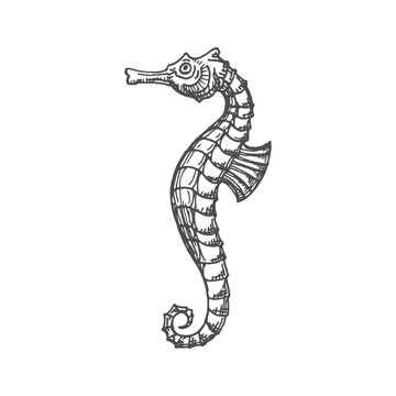 Marine seahorse isolated small fish with curved tail and flippers monochrome sketch icon. Vector sea horse small marine fish, aquatic creature mascot, sea-horse underwater animal, Hippocampus drawing