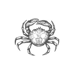 Underwater animal with pincers or claws, shellfish crab isolated monochrome sketch icon. Vector fresh, cooked or boiled crab in black and white, crustacean tropical marine aquatic crustacean