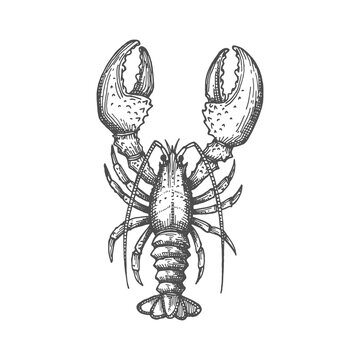 Vector lobster isolated marine animal crayfish or crawfish monochrome sketch icon. Vector raw fresh or boiled cooked crustacean, seafood hand drawn. Large marine lobster with stalked eyes, and pincers
