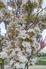 white sakura blossom close up view of tree branch covered with small delicate flowers with single green sakura leaves photo in early spring very beautiful flowers