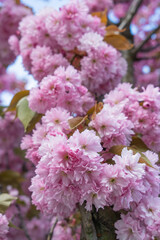 pink sakura blossom close up view of tree branch covered with small delicate flowers with single green sakura leaves photo in early spring very beautiful flowers