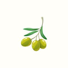 Olive botanical organic ripe fruits on branch with leaves isolated. Vector ripe green olive oils mediterranean cuisine food, nutrition veggies. Extra virgin oil and natural cosmetics ingredients