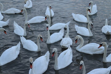 white swans swimming  in the lake river