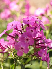 Close up beautiful pink phlox flowers in the garden as floriculture collection