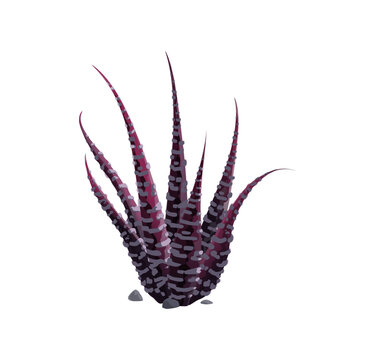 Weberi, maguey liso, Weber agave plant isolated purple cactus icon. Vector marginata succulent, century plant american aloe vera botanical herb with spikes, exotic flower tequila drink ingredient