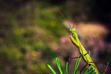 Gottesanbeterin - Green Praying Mantis - High quality photo
