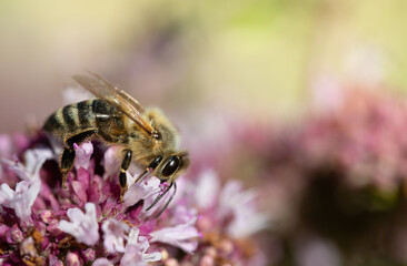 Close up of a small honey bee sitting on small purple wildflowers