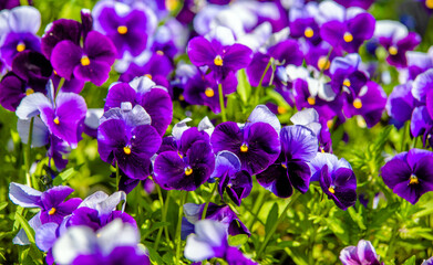 Purple violets on a green natural background
