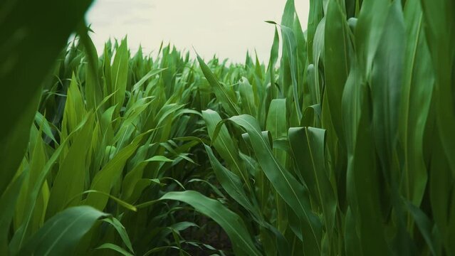 POV farmer walking through corn field in evening. Concept of work in agronomic farm and production organic food