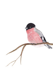 Eurasian bullfinch (Pyrrhula pyrrhula) sitting on branch. Watercolor illustration