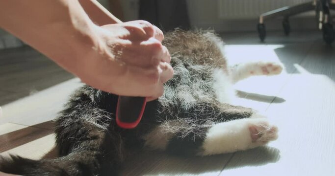 Woman combs out the cat's hair with a furminator. Then she strokes the cat with her hands, picking out the remnants of wool that scatters around the room in the rays of sunlight.