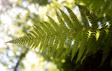 Great fern in mountain forest