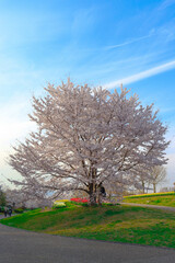 Obraz premium 公園にそびえる桜の木